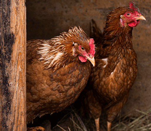 Imagen gallinas consumo de agua