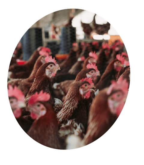 Gallinas en granja